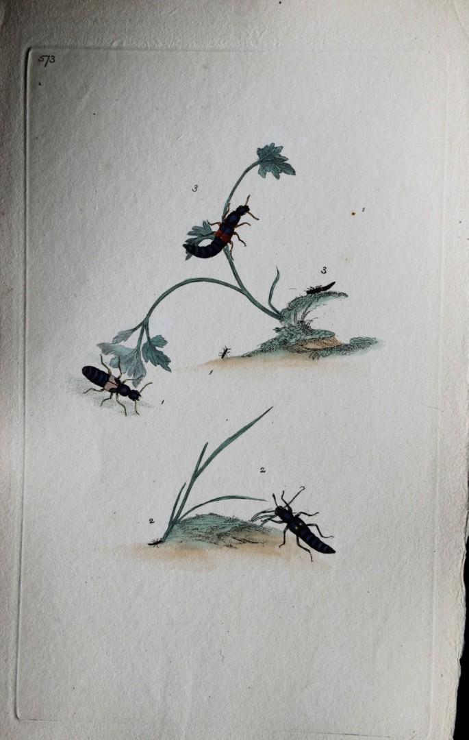 Edward Donovan - Copperplate engraving of Insects 1813