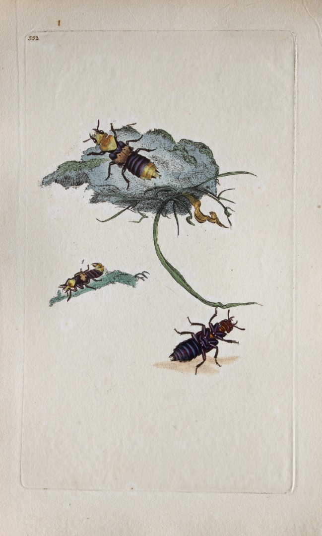 Edward Donovan - Copperplate engraving of Insects 1813