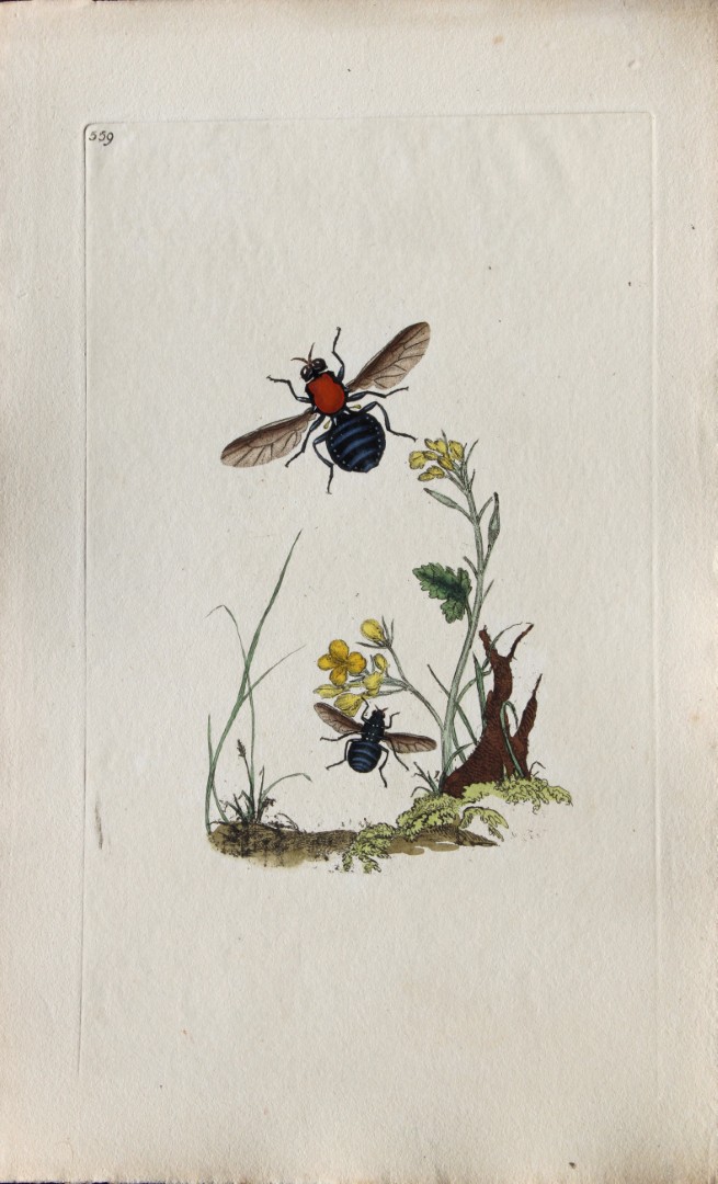 Edward Donovan - Copperplate engraving of Insects 1813
