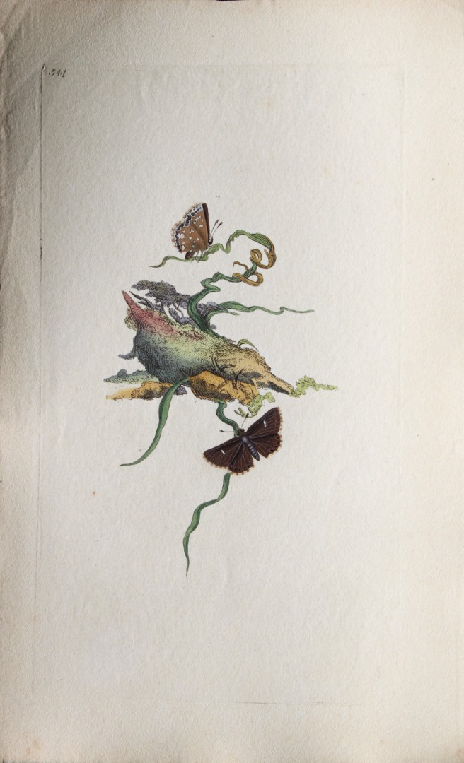 Edward Donovan - Copperplate engraving of  Butterflies 1808