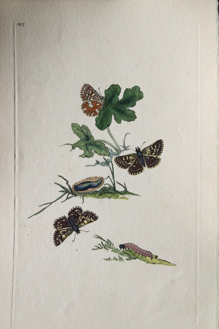 Edward Donovan - Copperplate engraving of  Butterflies 1808