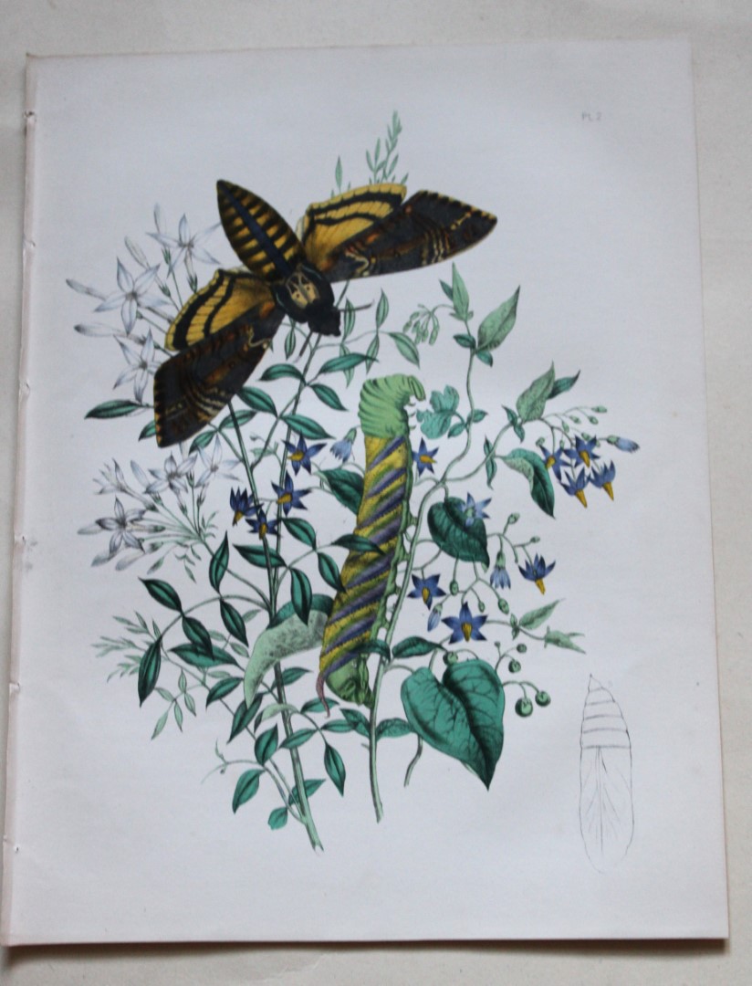 HN Humphreys - Hand coloured lithograph of British Hawk-moths 1843