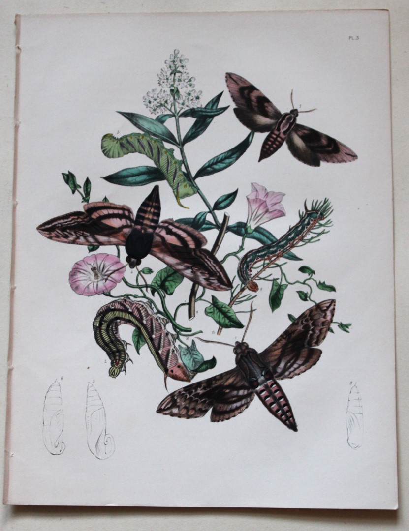 HN Humphreys - Hand coloured lithograph of British Hawk-moths 1843