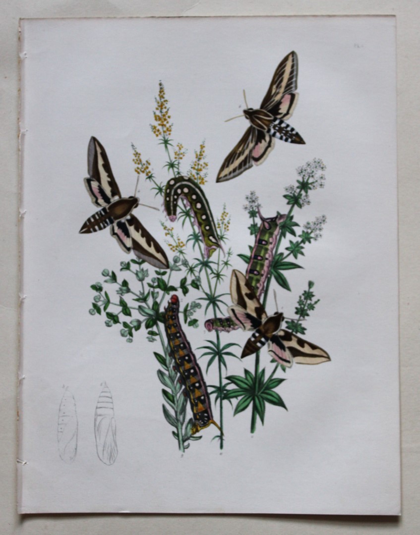 HN Humphreys - Hand coloured lithograph of British Hawk-moths 1843