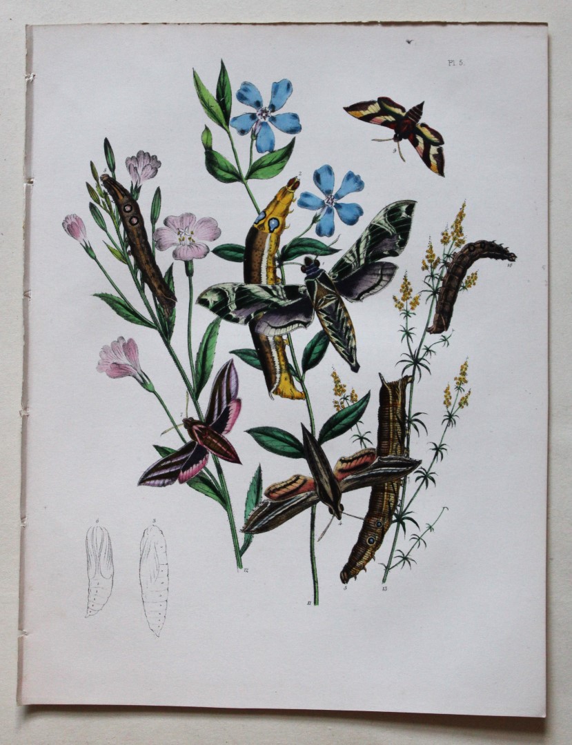 HN Humphreys - Hand coloured lithograph of British Hawk-moths 1843
