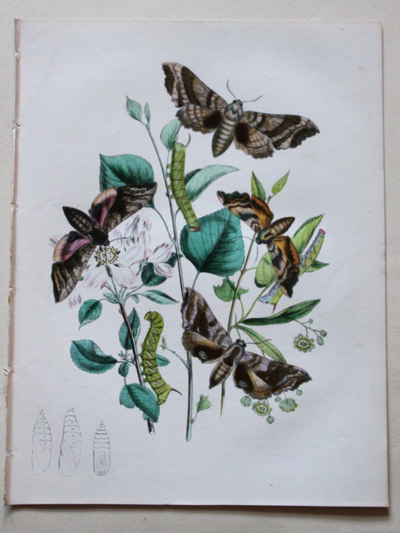 HN Humphreys - Hand coloured lithograph of British Hawk-moths 1843