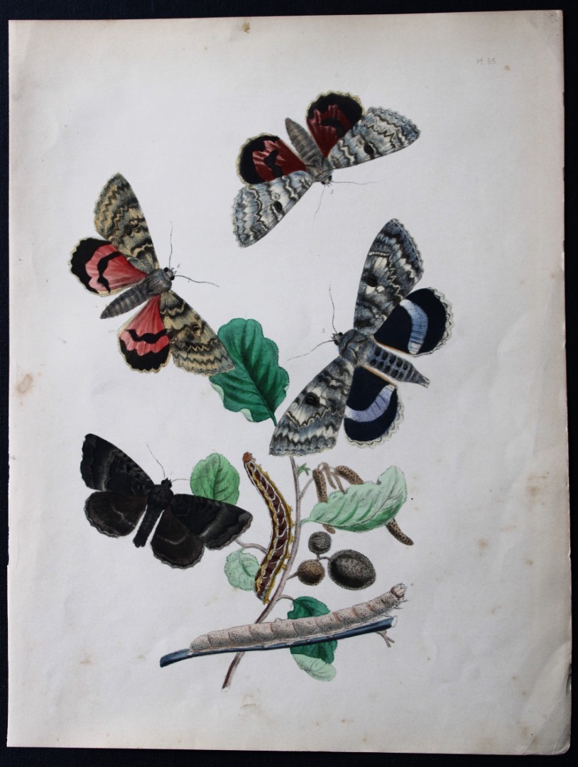HN Humphreys - Hand coloured lithograph of British-moths 1843