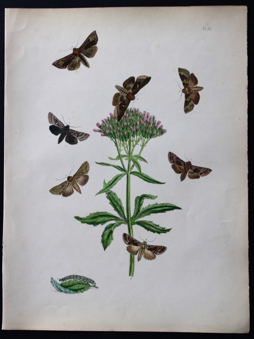 HN Humphreys - Hand coloured lithograph of British-moths 1843