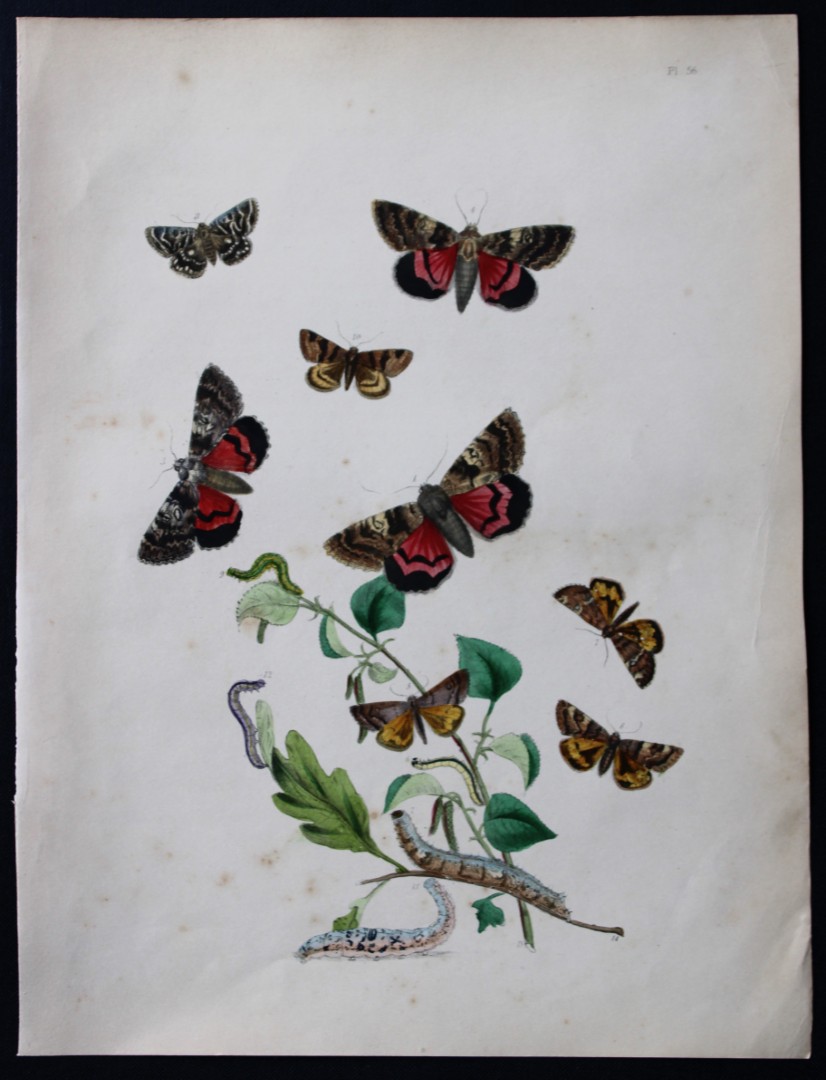 HN Humphreys - Hand coloured lithograph of British-moths 1843