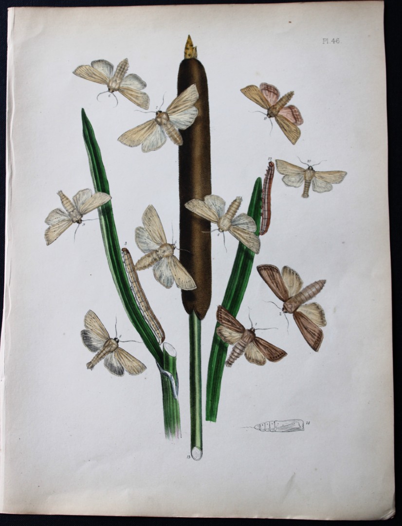 HN Humphreys - Hand coloured lithograph of British-moths 1843