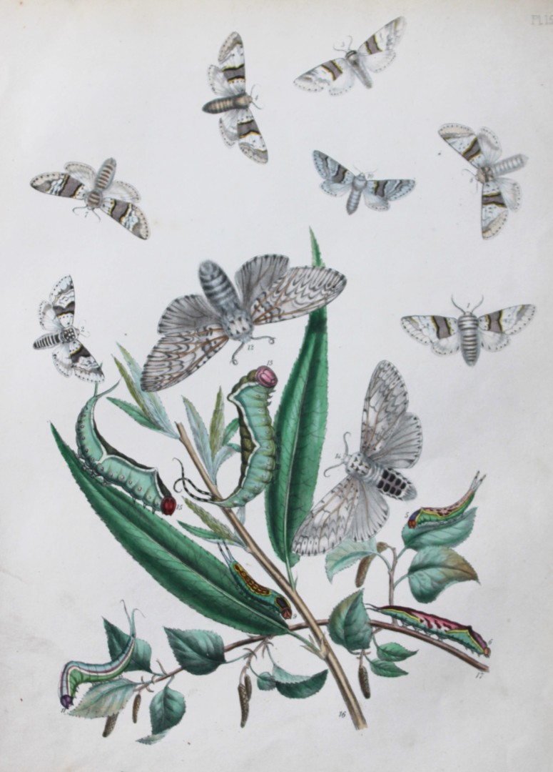 HN Humphreys - Hand coloured lithograph of British-moths 1843