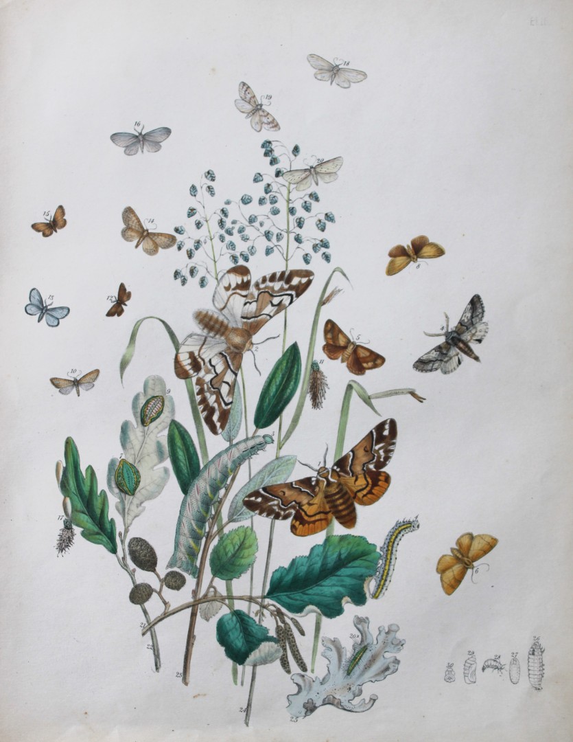HN Humphreys - Hand coloured lithograph of British-moths 1843