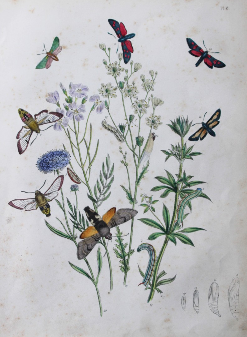 HN Humphreys - Hand coloured lithograph of British-moths 1843