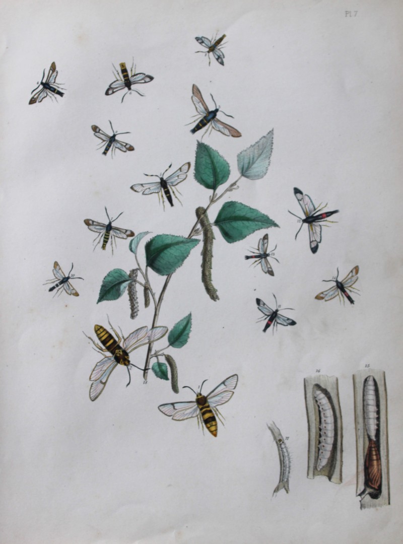 HN Humphreys - Hand coloured lithograph of British-moths 1843