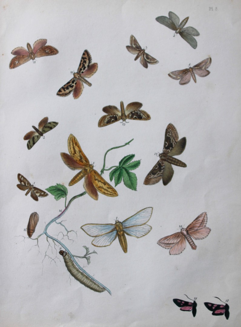 HN Humphreys - Hand coloured lithograph of British-moths 1843