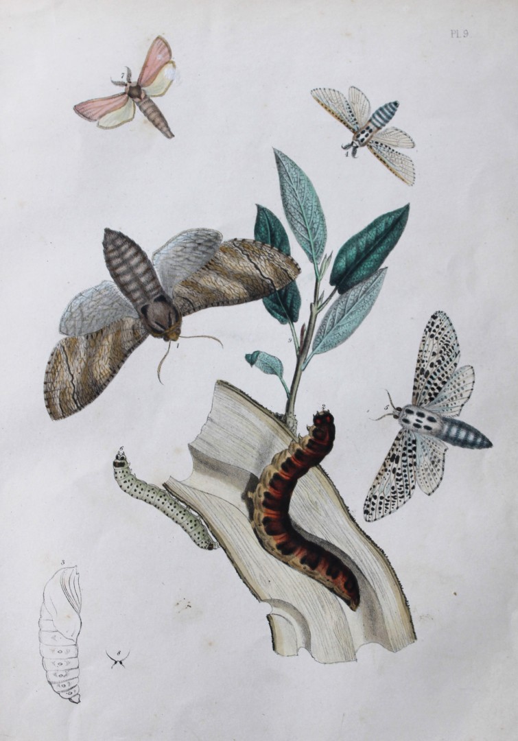 HN Humphreys - Hand coloured lithograph of British-moths 1843