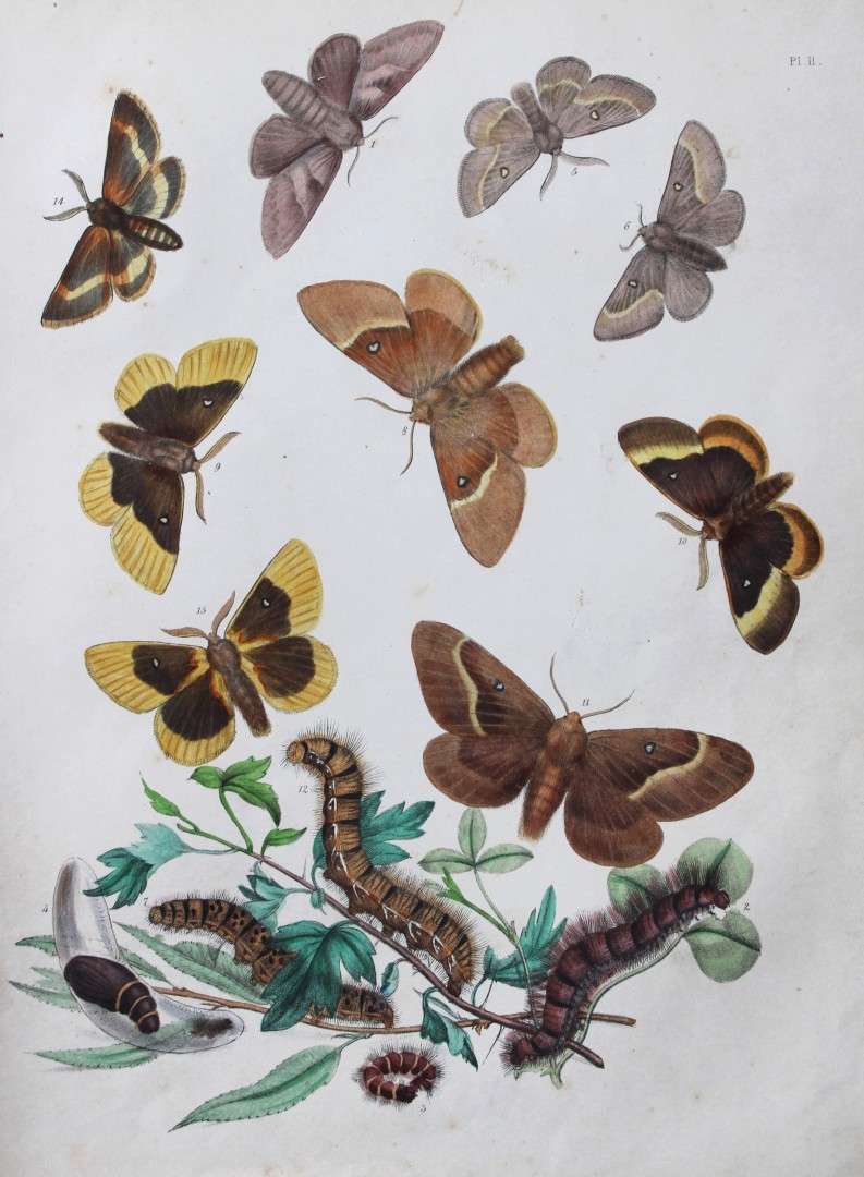 HN Humphreys - Hand coloured lithograph of British-moths 1843
