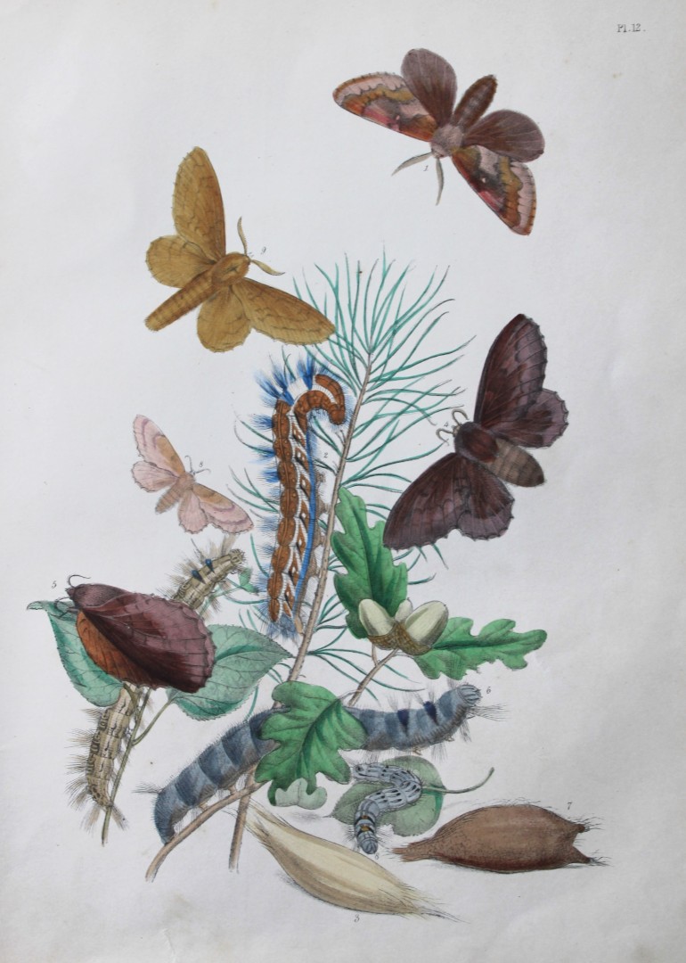 HN Humphreys - Hand coloured lithograph of British-moths 1843
