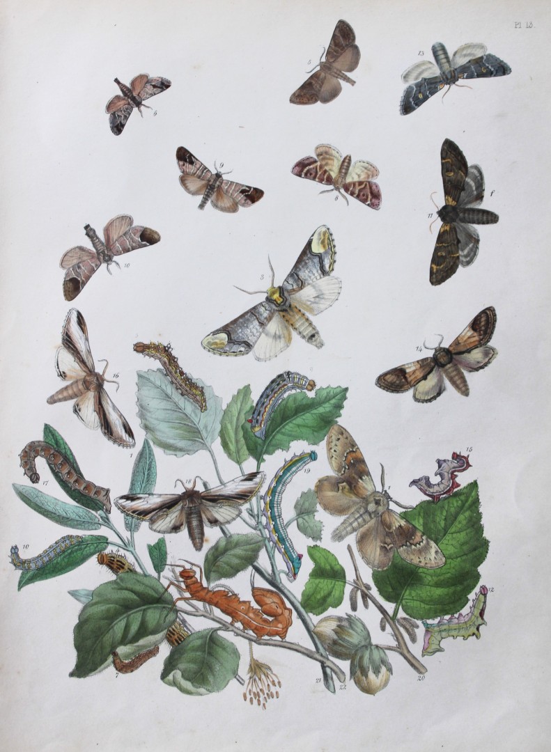 HN Humphreys - Hand coloured lithograph of British-moths 1843