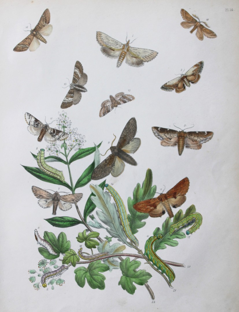 HN Humphreys - Hand coloured lithograph of British-moths 1843