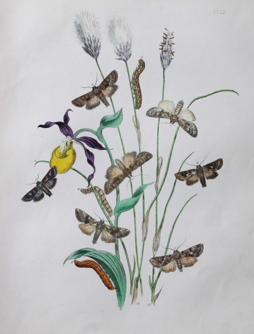 HN Humphreys - Hand coloured lithograph of British-moths 1843