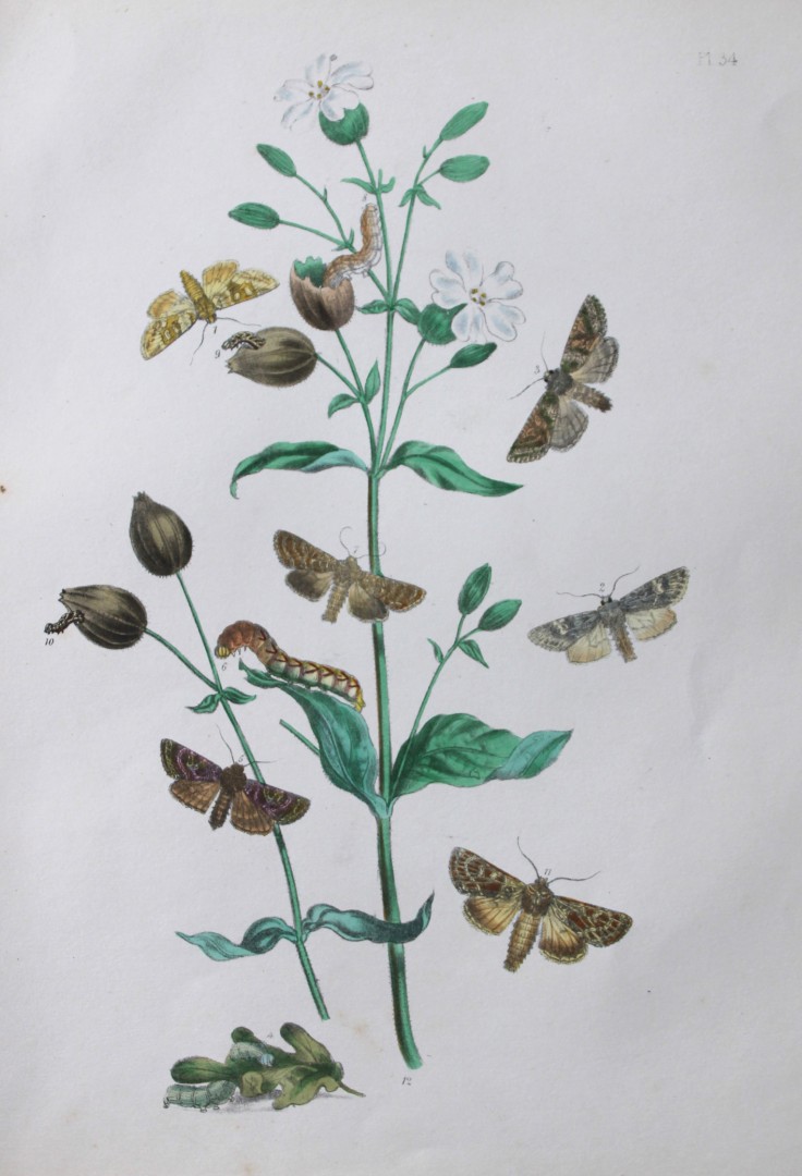 HN Humphreys - Hand coloured lithograph of British-moths 1843