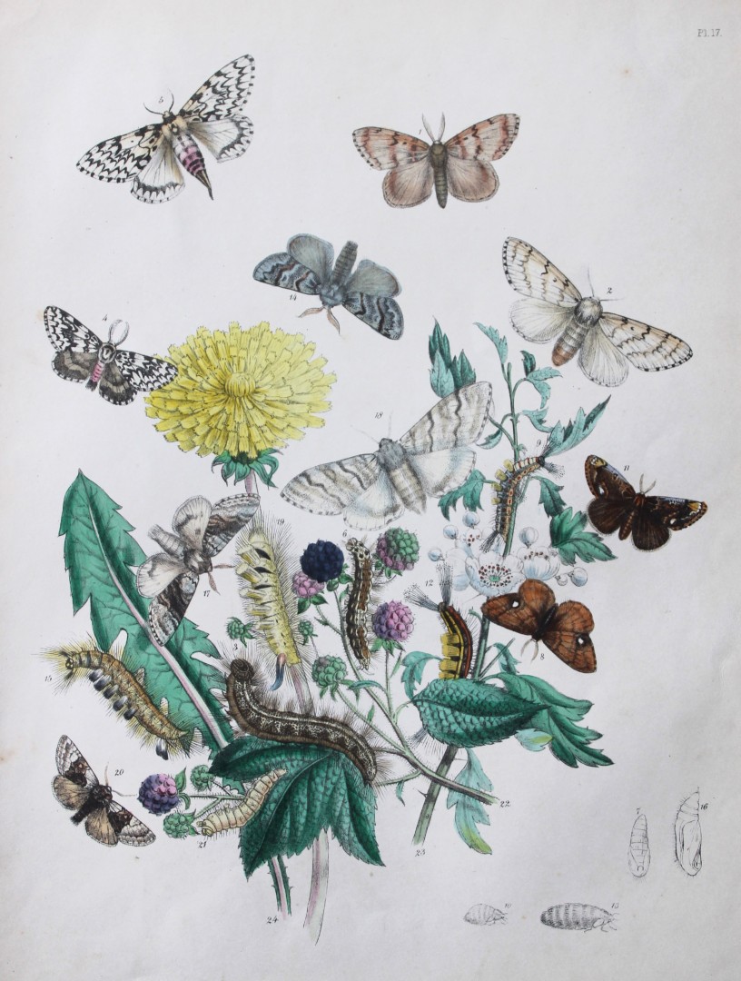 HN Humphreys - Hand coloured lithograph of British-moths 1843