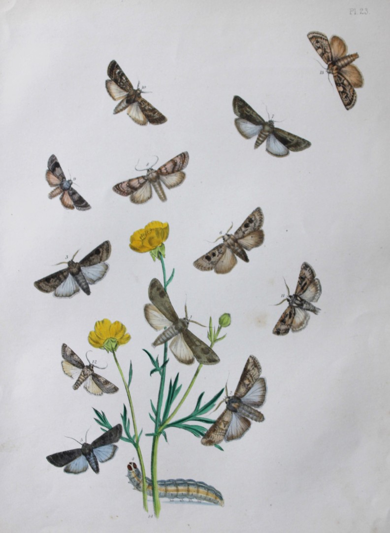 HN Humphreys - Hand coloured lithograph of British-moths 1843