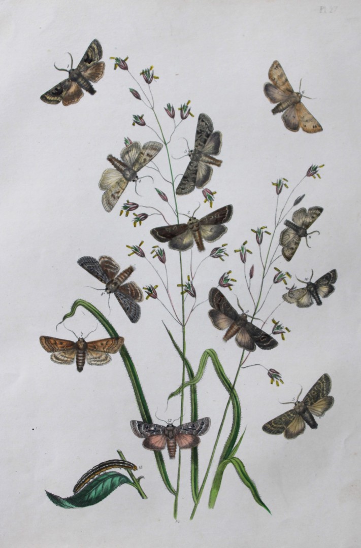 HN Humphreys - Hand coloured lithograph of British-moths 1843