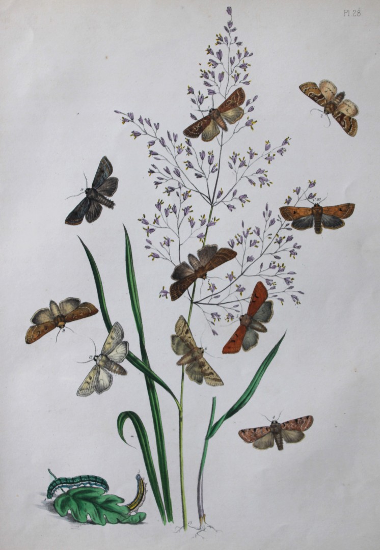HN Humphreys - Hand coloured lithograph of British-moths 1843