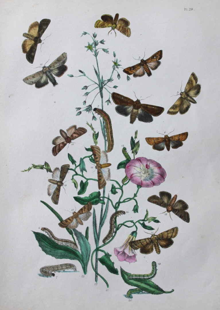 HN Humphreys - Hand coloured lithograph of British-moths 1843