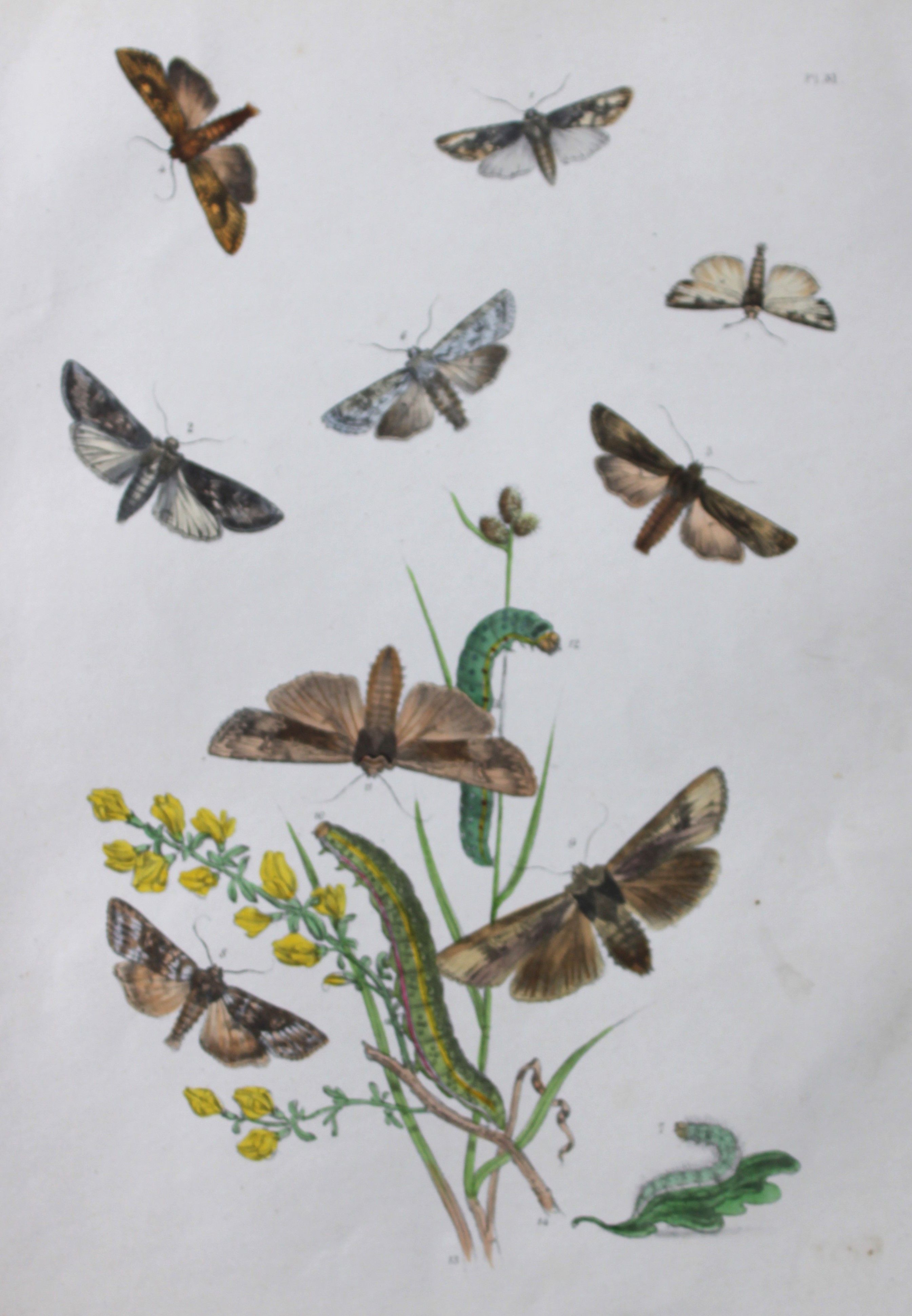 HN Humphreys - Hand coloured lithograph of British-moths 1843