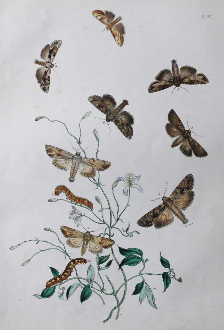 HN Humphreys - Hand coloured lithograph of British-moths 1843