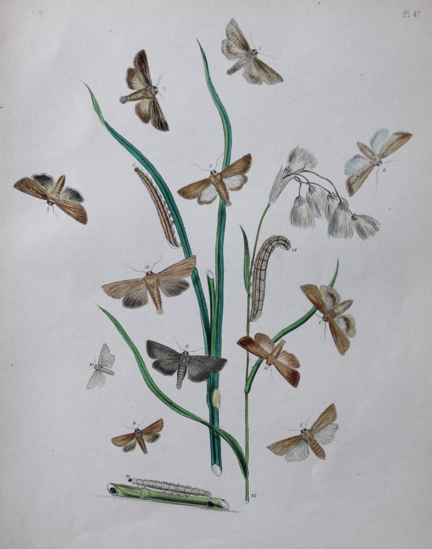 HN Humphreys - Hand coloured lithograph of British-moths 1843
