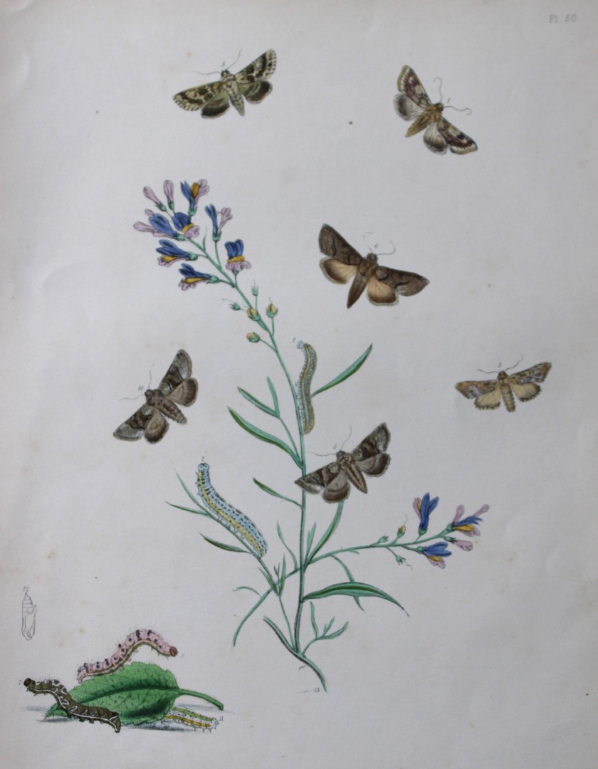 HN Humphreys - Hand coloured lithograph of British-moths 1843