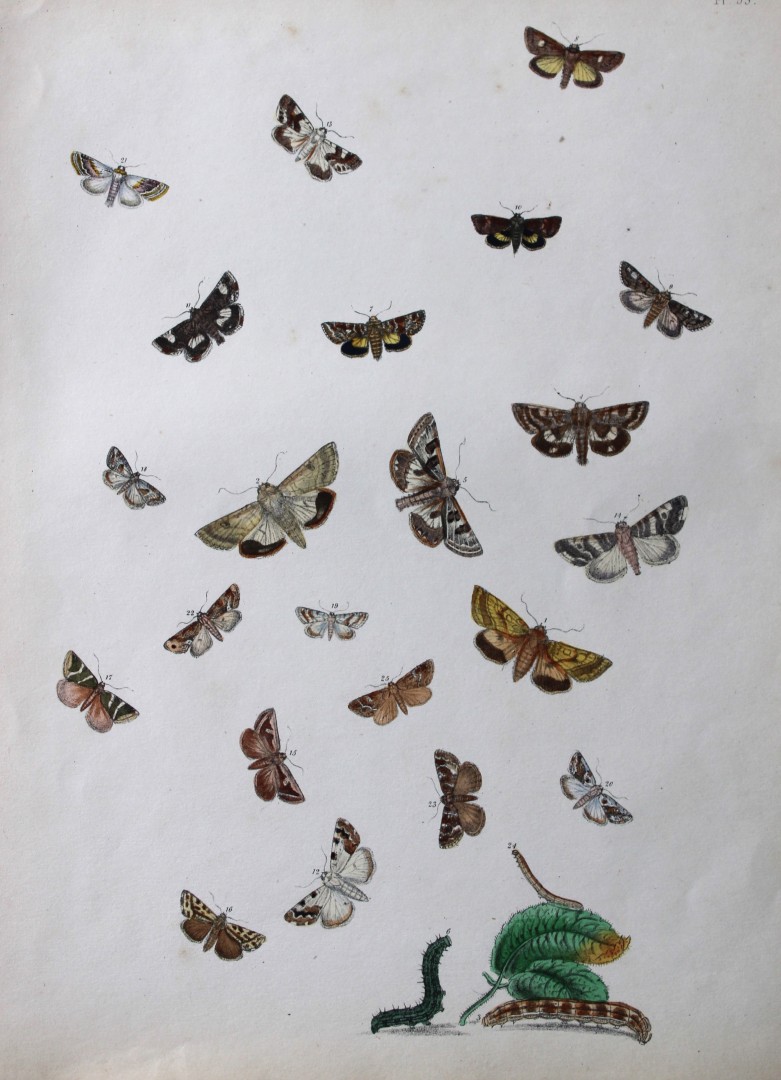 HN Humphreys - Hand coloured lithograph of British-moths 1843