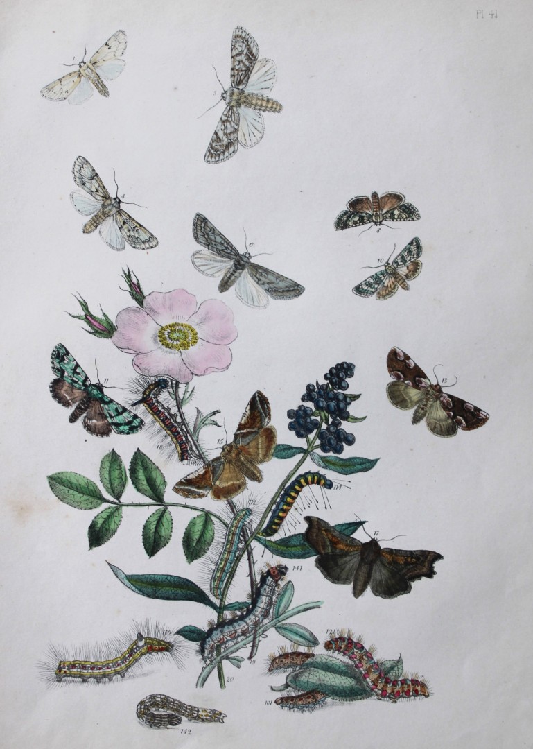 HN Humphreys - Hand coloured lithograph of British-moths 1843