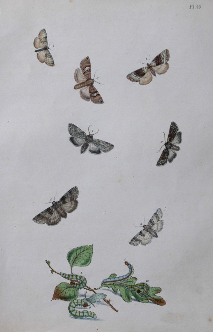 HN Humphreys - Hand coloured lithograph of British-moths 1843