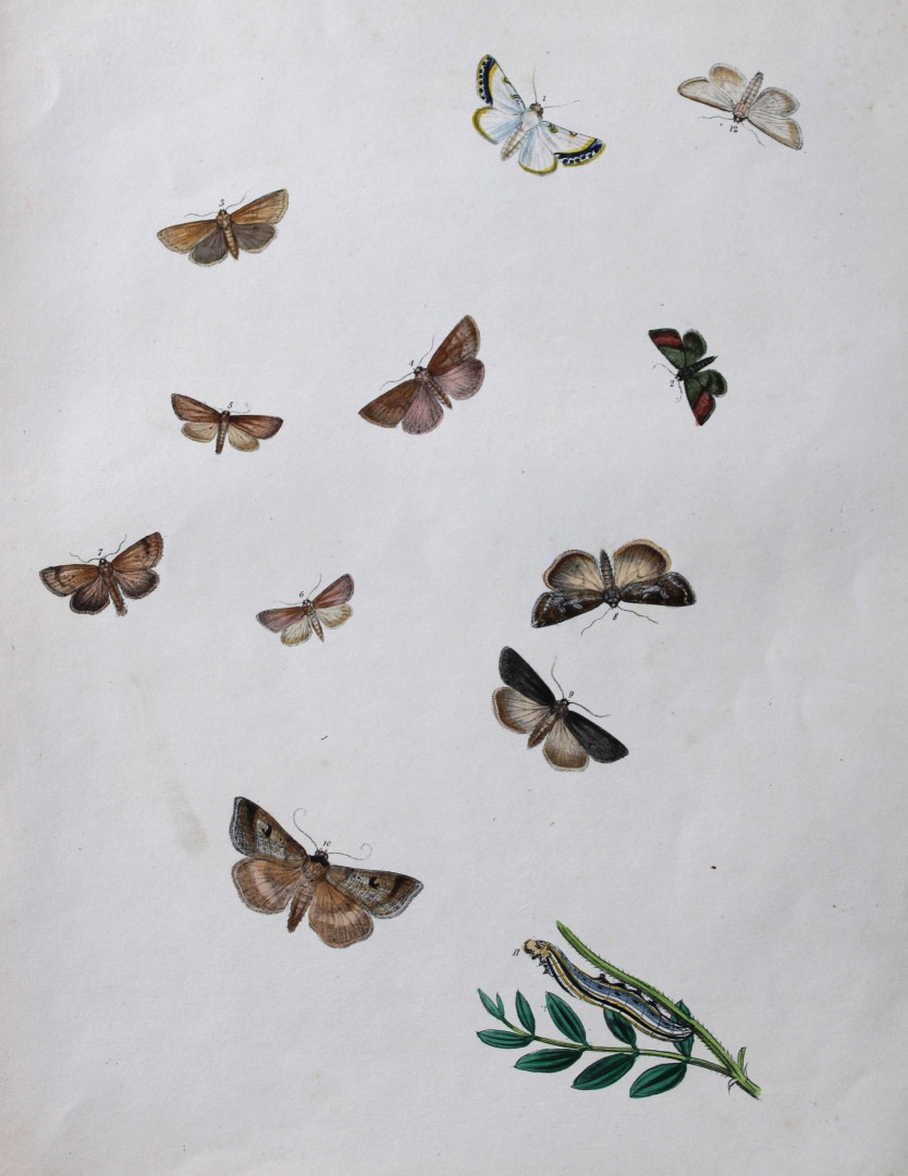 HN Humphreys - Hand coloured lithograph of British-moths 1843