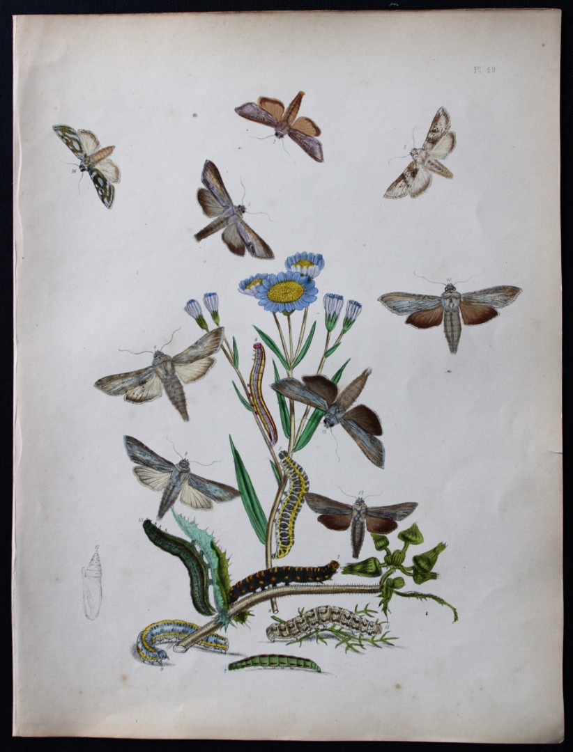 HN Humphreys - Hand coloured lithograph of British-moths 1843