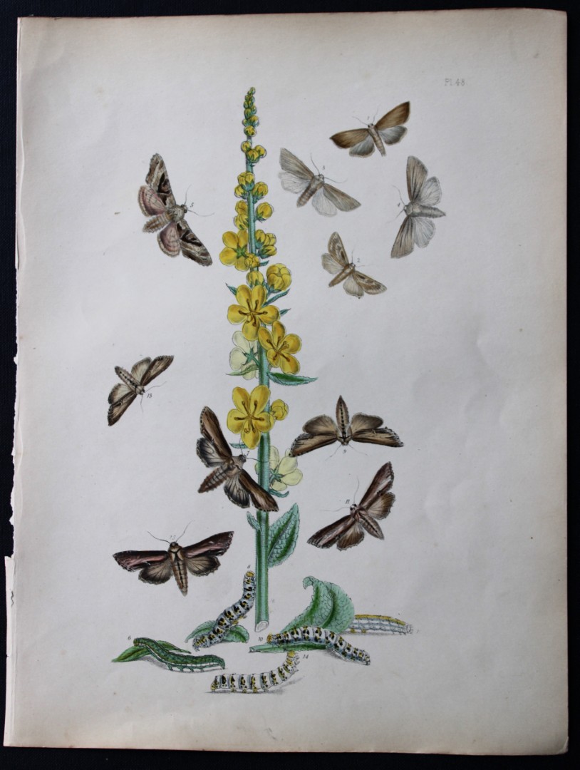 HN Humphreys - Hand coloured lithograph of British-moths 1843