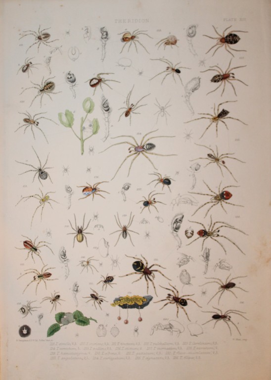 J Blackwall - Hand coloured lithograph of Spiders by Tuffen West 1864
