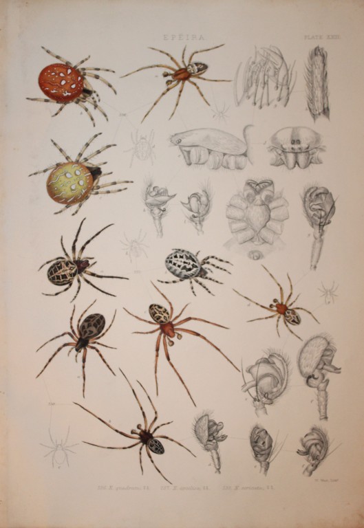 J Blackwall - Hand coloured lithograph of Spiders by Tuffen West 1864