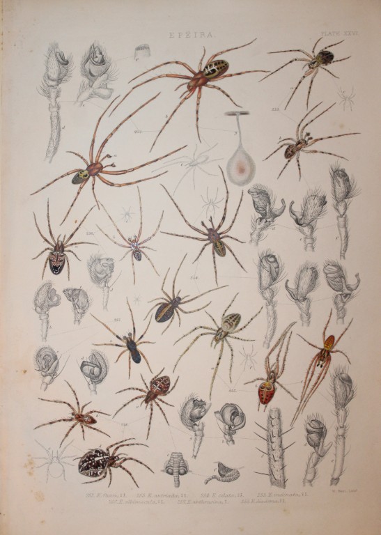 J Blackwall - Hand coloured lithograph of Spiders by Tuffen West 1864