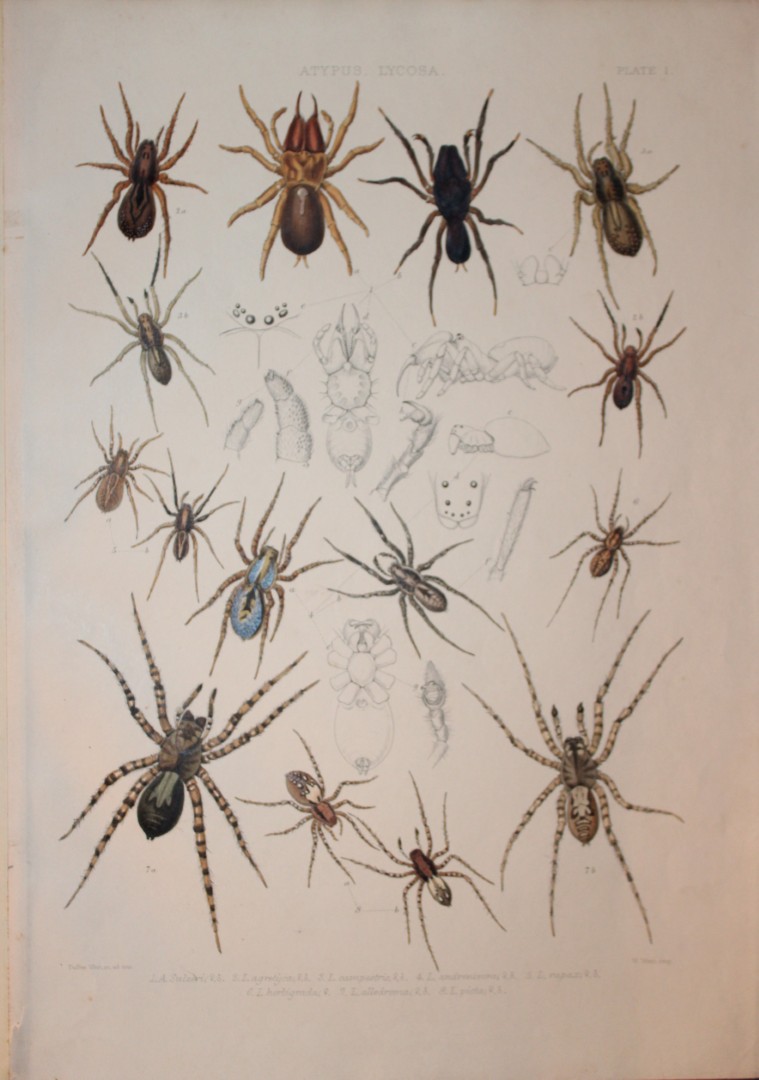 J Blackwall - Hand coloured lithograph of Spiders by Tuffen West 1864