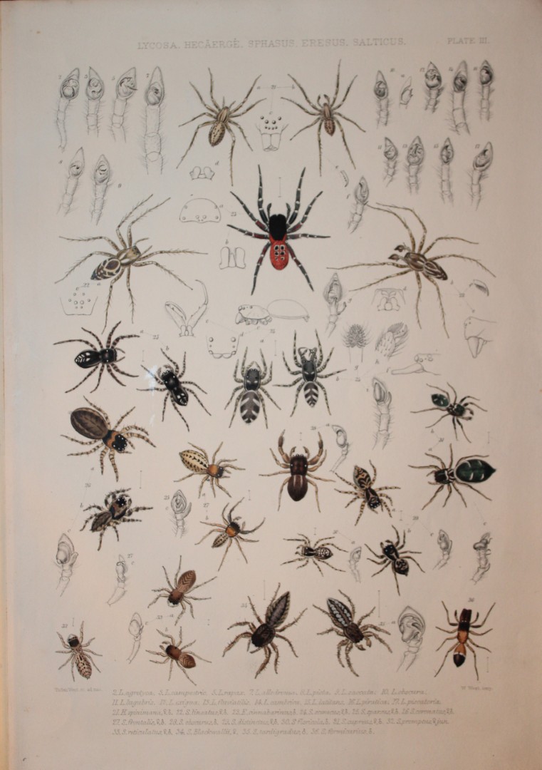 J Blackwall - Hand coloured lithograph of Spiders by Tuffen West 1864