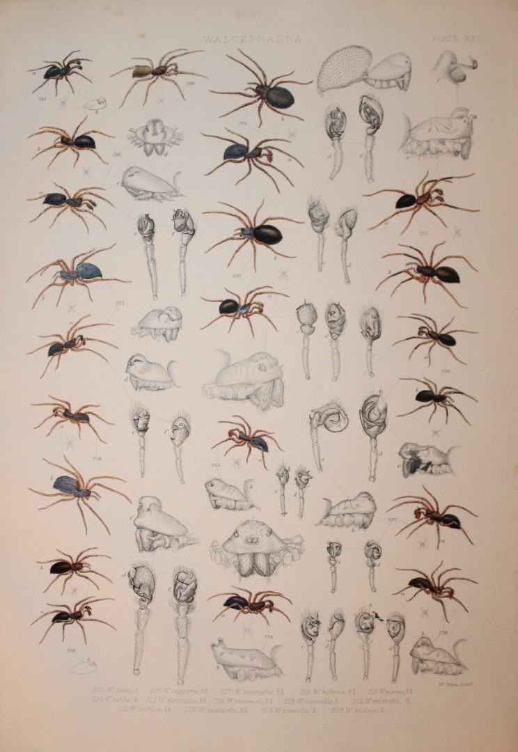 J Blackwall - Hand coloured lithograph of Spiders by Tuffen West 1864