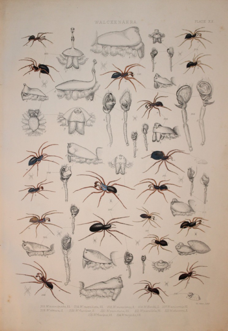J Blackwall - Hand coloured lithograph of Spiders by Tuffen West 1864