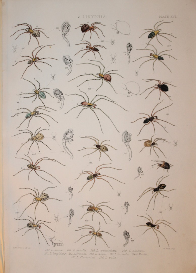 J Blackwall - Hand coloured lithograph of Spiders by Tuffen West 1864