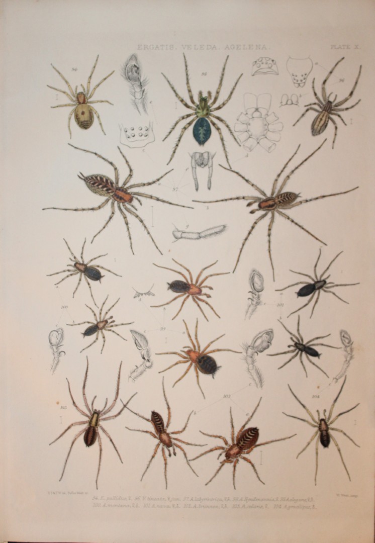 J Blackwall - Hand coloured lithograph of Spiders by Tuffen West 1864